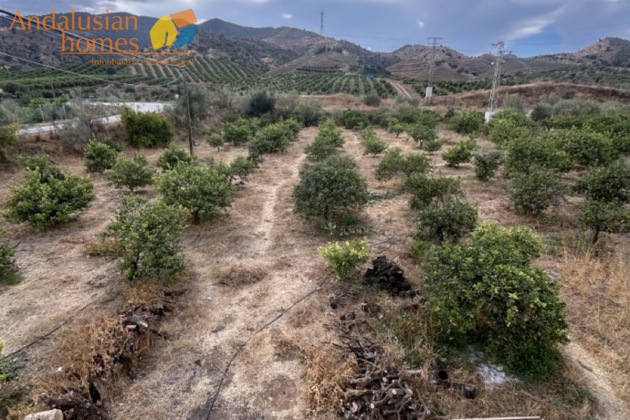 rustic farm, finca rústica, Álora property, property for sale Álora, countryside house, casa de campo, guest house, casa de invitados, lemon grove, huerto de limones, spacious house, casa espaciosa, land for sale, terreno en venta, rural retreat, retiro rural, modern renovation, renovación moderna, Andalusian farm, finca andaluza, private property, propiedad privada
