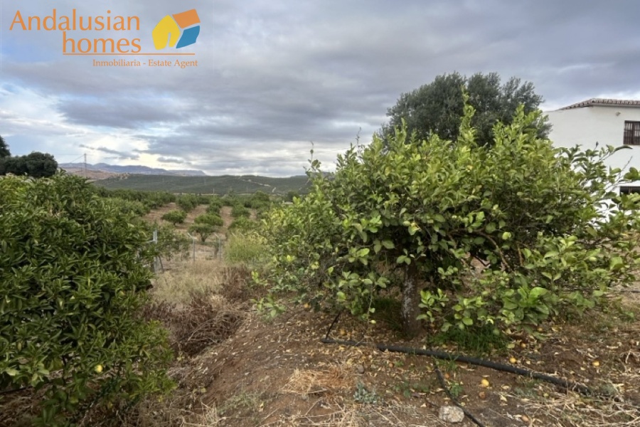 rustic farm, finca rústica, Álora property, property for sale Álora, countryside house, casa de campo, guest house, casa de invitados, lemon grove, huerto de limones, spacious house, casa espaciosa, land for sale, terreno en venta, rural retreat, retiro rural, modern renovation, renovación moderna, Andalusian farm, finca andaluza, private property, propiedad privada
