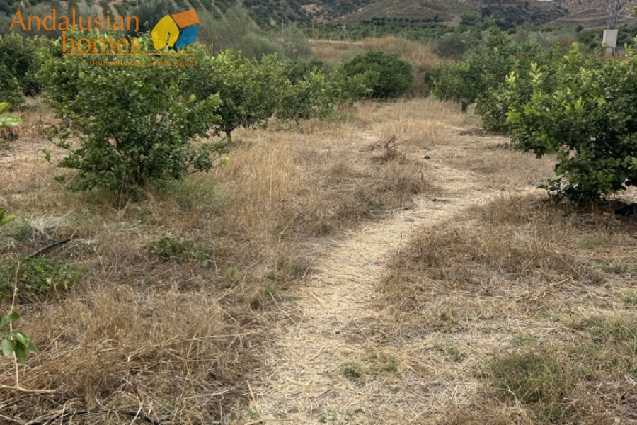rustic farm, finca rústica, Álora property, property for sale Álora, countryside house, casa de campo, guest house, casa de invitados, lemon grove, huerto de limones, spacious house, casa espaciosa, land for sale, terreno en venta, rural retreat, retiro rural, modern renovation, renovación moderna, Andalusian farm, finca andaluza, private property, propiedad privada
