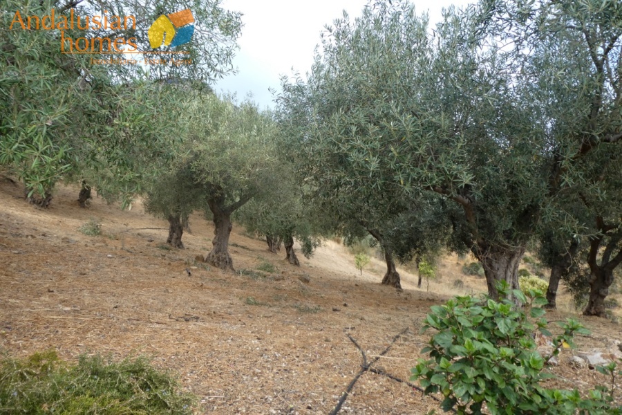Álora property, country house AFO, finca for sale, mountain retreat Spain, off grid property, rural house Málaga, olive grove, secluded home, Andalusia real estate, Caminito del Rey, private access property, eco home Spain, house with land, peaceful getaway, solar potential, investment property Álora