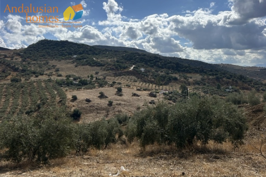 finca for sale, Andalusia property, olive grove, renovation project, rural land Spain, Valle de Abdalajís, Álora property, country estate, investment property, reform property Spain, finca en venta, propiedad en Andalucía, olivar, proyecto de reforma, terreno rústico España, Valle de Abdalajís, propiedad en Álora, finca rural, inversión inmobiliaria, casa para reformar