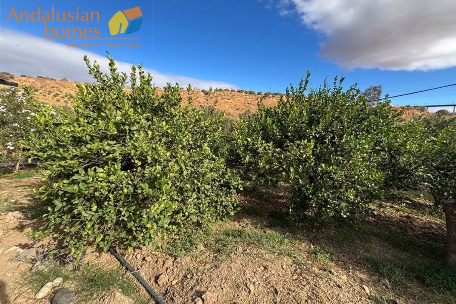 chalet for sale Álora, Las Mellizas property, country house Málaga, rural home for sale, finca Álora, house with pool Álora, property with well water, fruit trees property, peaceful rural retreat, fenced plot Álora, Andalusian countryside home, ready to move in chalet, Málaga real estate