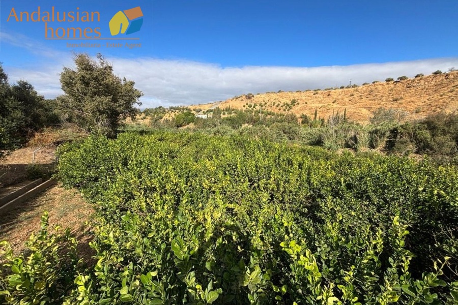 chalet for sale Álora, Las Mellizas property, country house Málaga, rural home for sale, finca Álora, house with pool Álora, property with well water, fruit trees property, peaceful rural retreat, fenced plot Álora, Andalusian countryside home, ready to move in chalet, Málaga real estate