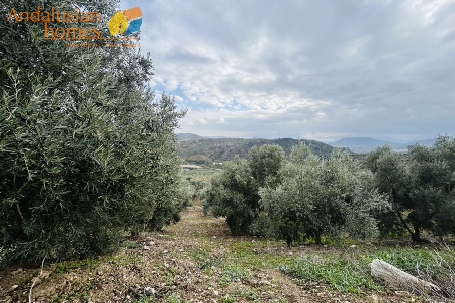 country house Los Angosturas, rural property Andalusia, house with mountain views, property with olive trees, country house near El Chorro, rural home Valle de Abdalajís, house with land Spain, countryside property with pool, private rural property, Andalusian country house