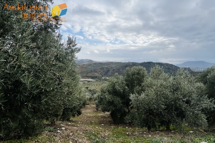 country house Los Angosturas, rural property Andalusia, house with mountain views, property with olive trees, country house near El Chorro, rural home Valle de Abdalajís, house with land Spain, countryside property with pool, private rural property, Andalusian country house