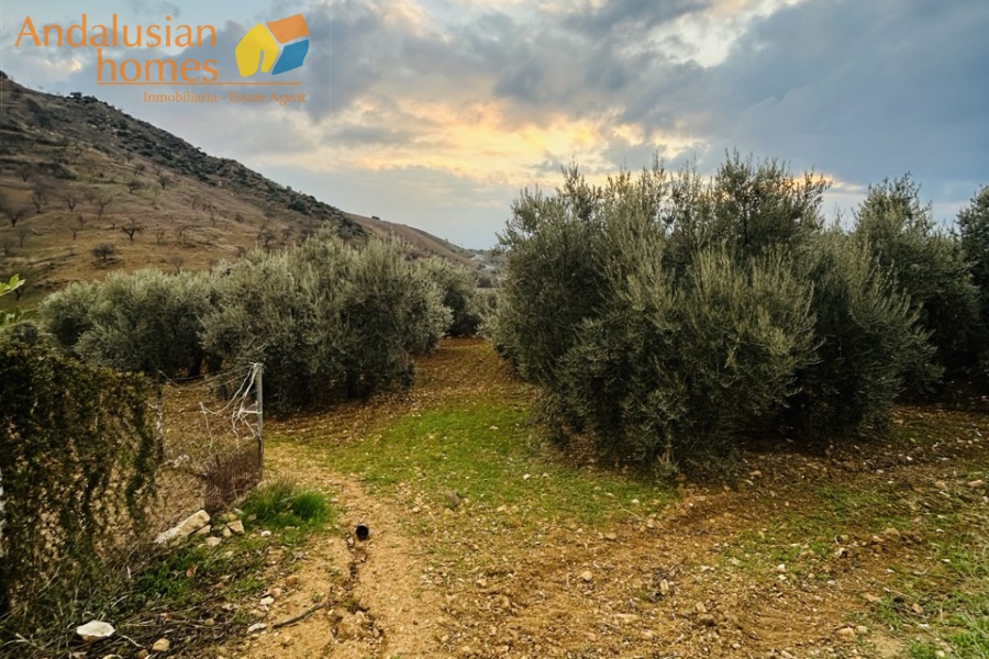 cortijo Valle de Abdalajís, traditional cortijo Andalusia, country property with olive trees, rural house for sale Spain, cortijo with land Málaga, country home near Álora, Andalusian farmhouse for sale, rural property with outbuildings