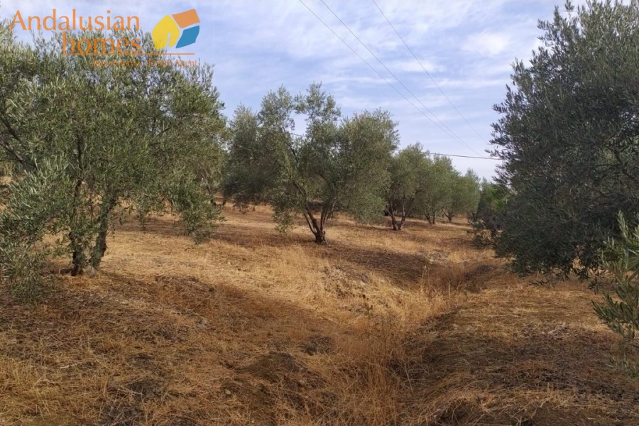 new build country house for sale, rural property for sale, olive grove property, fenced land for sale, 2023 new build house, countryside home, large plot property, open plan house for sale, private well property, rural retreat for sale, agricultural land with house, olive trees land, country home investment, house with land for sale, off-grid style property