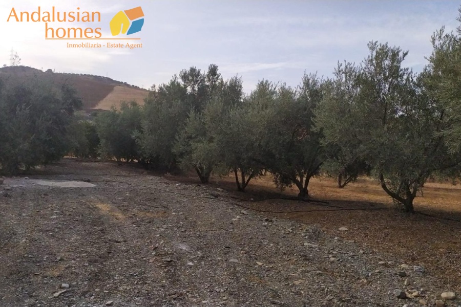 new build country house for sale, rural property for sale, olive grove property, fenced land for sale, 2023 new build house, countryside home, large plot property, open plan house for sale, private well property, rural retreat for sale, agricultural land with house, olive trees land, country home investment, house with land for sale, off-grid style property