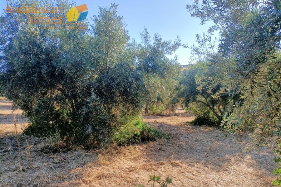 large cortijo for sale, cortijo for reform, traditional cortijo spain, rural renovation project, olive grove property, country house for sale, andalusian cortijo, investment property spain, rural tourism project, house with land for sale, agricultural land with cortijo, large rural property, cortijo renovation opportunity, countryside estate for sale