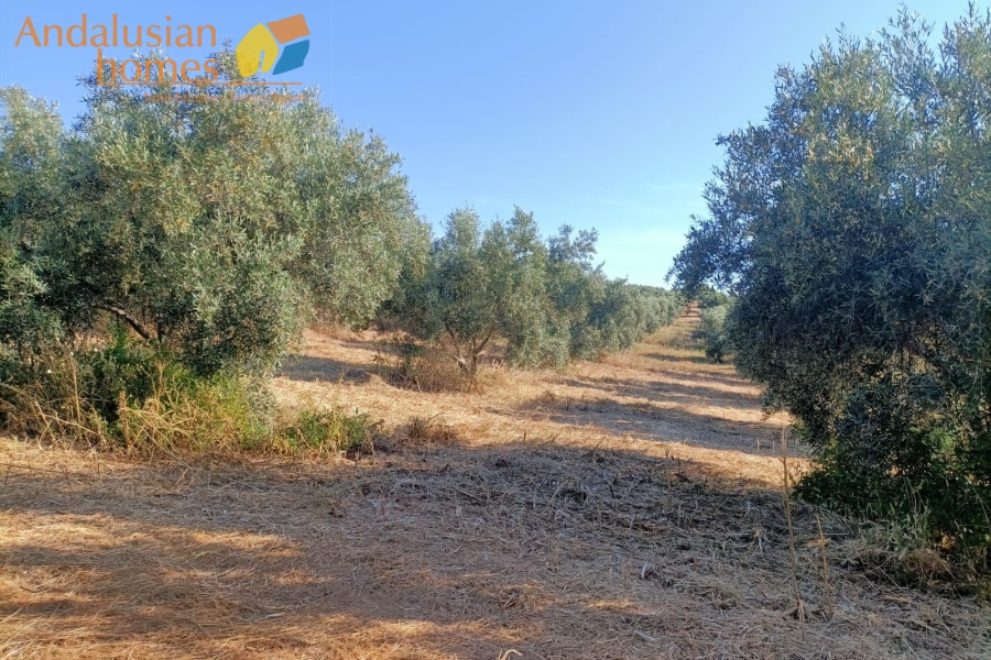 two properties for sale, country house with cortijo, cortijo for sale, olive grove property, finca for sale, rural investment property, renovation project Spain, rural tourism opportunity, house with pool, olive farm for sale, property near Álora, Álora train station property, countryside estate, large cortijo to reform, rental potential property, agricultural land with house, rural development opportunity