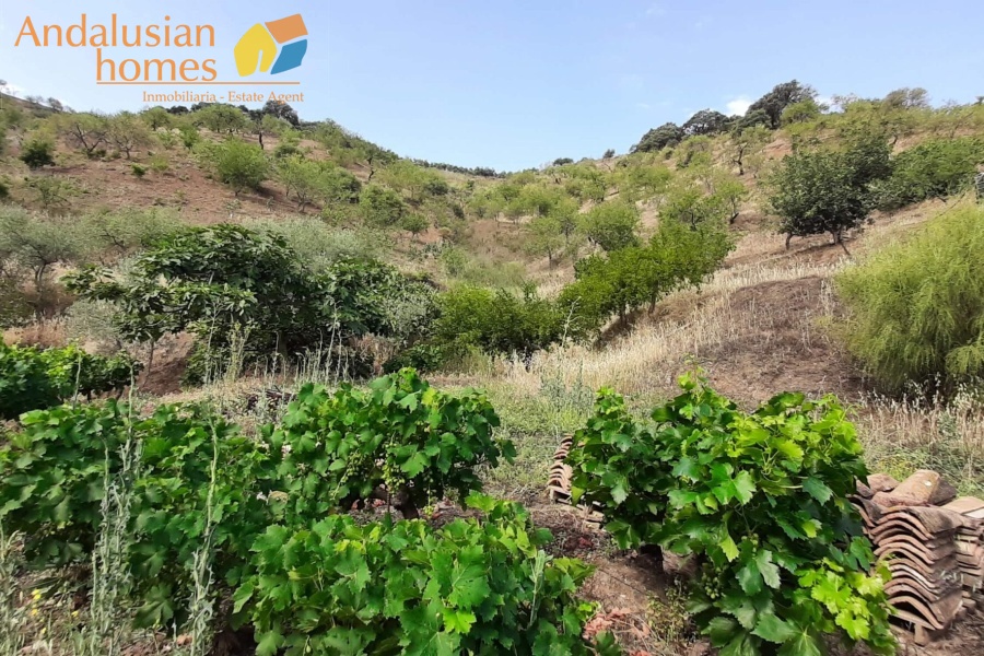 self-sufficient estate, Andalusian property, Torcal mountain views, large finca for sale, organic farm, olive trees, vineyards, fruit trees, country house, rural property Spain, two-story house, private estate, peaceful property, farm with wells

finca autosuficiente, propiedad en Andalucía, vistas sierra del Torcal, finca grande en venta, agricultura ecológica, olivos, viñas, frutales, casa rural, finca rústica España, casa de dos plantas, finca privada, propiedad tranquila, finca con pozos