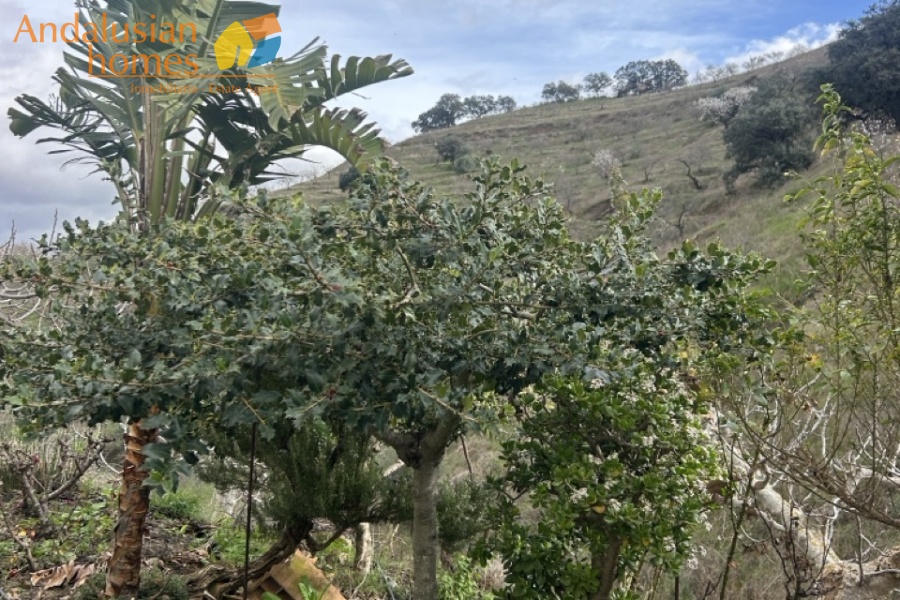 self-sufficient estate, Andalusian property, Torcal mountain views, large finca for sale, organic farm, olive trees, vineyards, fruit trees, country house, rural property Spain, two-story house, private estate, peaceful property, farm with wells

finca autosuficiente, propiedad en Andalucía, vistas sierra del Torcal, finca grande en venta, agricultura ecológica, olivos, viñas, frutales, casa rural, finca rústica España, casa de dos plantas, finca privada, propiedad tranquila, finca con pozos