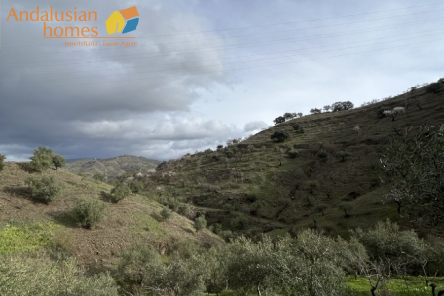 self-sufficient estate, Andalusian property, Torcal mountain views, large finca for sale, organic farm, olive trees, vineyards, fruit trees, country house, rural property Spain, two-story house, private estate, peaceful property, farm with wells

finca autosuficiente, propiedad en Andalucía, vistas sierra del Torcal, finca grande en venta, agricultura ecológica, olivos, viñas, frutales, casa rural, finca rústica España, casa de dos plantas, finca privada, propiedad tranquila, finca con pozos