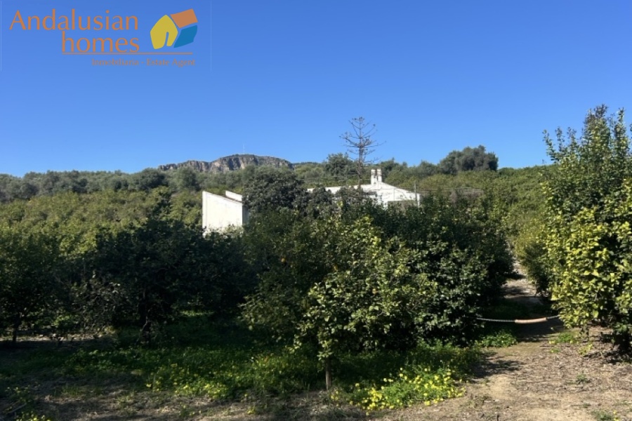 Álora property, country house Spain, rural property Málaga, house with land Álora, renovation project Spain, finca Málaga, traditional Spanish house, property investment Spain, countryside home, house with fruit trees, real estate Álora, Andalusia property
