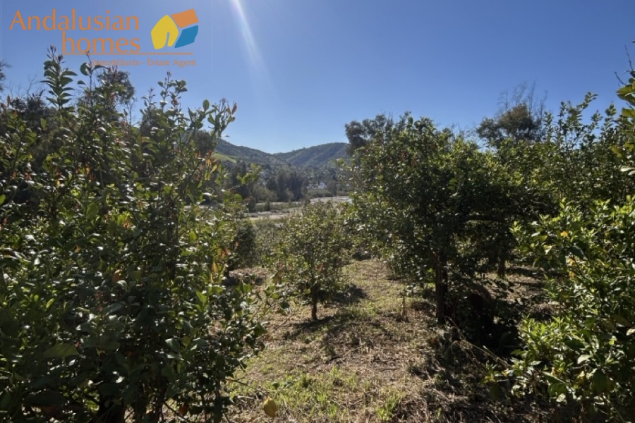Álora property, country house Spain, rural property Málaga, house with land Álora, renovation project Spain, finca Málaga, traditional Spanish house, property investment Spain, countryside home, house with fruit trees, real estate Álora, Andalusia property