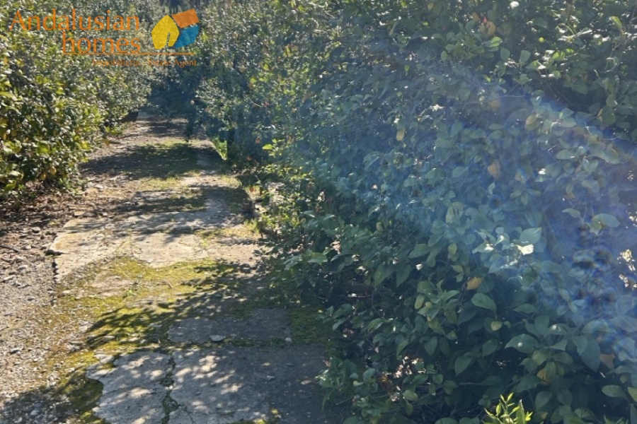 Álora property, country house Spain, rural property Málaga, house with land Álora, renovation project Spain, finca Málaga, traditional Spanish house, property investment Spain, countryside home, house with fruit trees, real estate Álora, Andalusia property