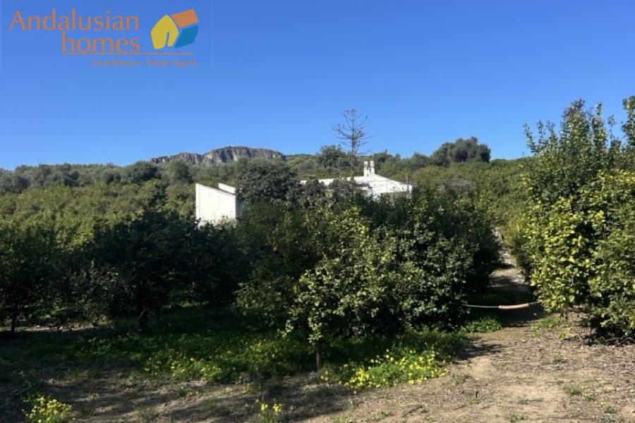 Álora property, country house Spain, rural property Málaga, house with land Álora, renovation project Spain, finca Málaga, traditional Spanish house, property investment Spain, countryside home, house with fruit trees, real estate Álora, Andalusia property