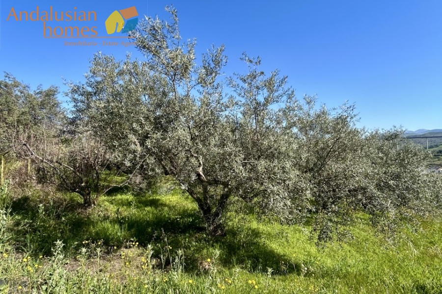 Country home, Álora, Las Mellizas, Málaga countryside, detached villa, olive grove, 4000m2 plot, private pool, panoramic views, terraces, fenced plot, parking, fireplace, ensuite bedroom, outdoor living, rural retreat, train access, investment property, holiday rental, tourism potential, Andalusian property, peaceful location, close to El Chorro, near Málaga coast