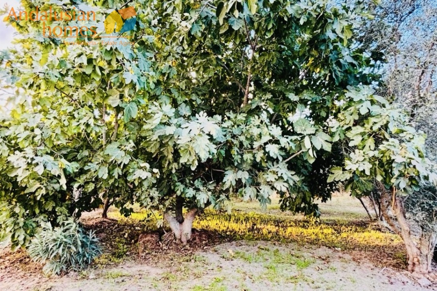 finca rústica Álora, casa de campo Málaga, propiedad rural España, finca con piscina Álora, casa no hipotecable España, finca ecuestre Málaga, casa con terreno 3000m2, propiedad con pozo agua España, rural property Andalusia, horse property Spain, country house near Álora, finca en venta Málaga, casa con vistas montaña Andalucía
