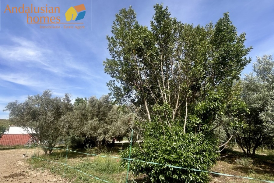 finca rústica Álora, casa de campo Málaga, propiedad rural España, finca con piscina Álora, casa no hipotecable España, finca ecuestre Málaga, casa con terreno 3000m2, propiedad con pozo agua España, rural property Andalusia, horse property Spain, country house near Álora, finca en venta Málaga, casa con vistas montaña Andalucía
