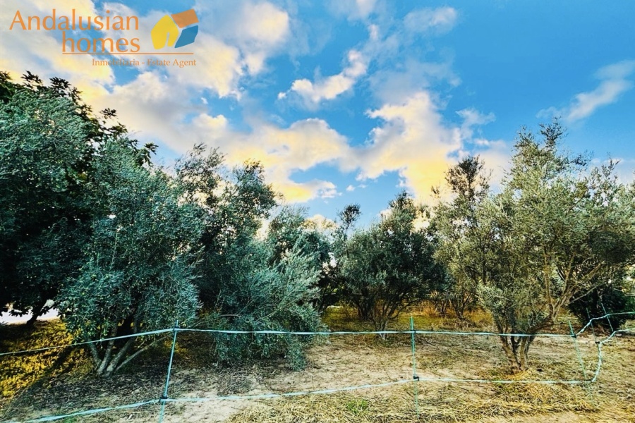 finca rústica Álora, casa de campo Málaga, propiedad rural España, finca con piscina Álora, casa no hipotecable España, finca ecuestre Málaga, casa con terreno 3000m2, propiedad con pozo agua España, rural property Andalusia, horse property Spain, country house near Álora, finca en venta Málaga, casa con vistas montaña Andalucía
